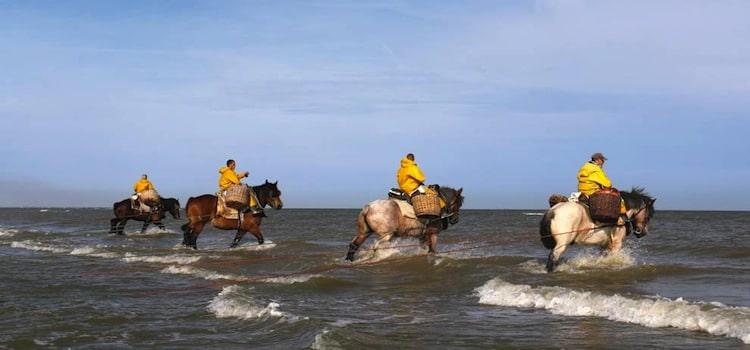 Pecheurs crevettes cheval coxyde